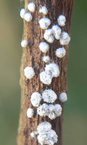 Attēlu rezultāti vaicājumam “Lachnella alboviolascens”