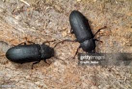 Attēlu rezultāti vaicājumam “Tenebrionidae”