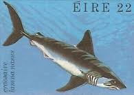 Image result for Lamna nasus