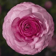 Attēlu rezultāti vaicājumam “Ranunculus mendax flower”