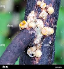 Attēlu rezultāti vaicājumam “Sphaerobolus stellatus”