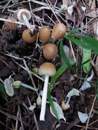 Attēlu rezultāti vaicājumam “Psathyrella sp.”