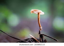 Attēlu rezultāti vaicājumam “Physarum auriscalpium sessile”