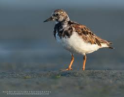 Attēlu rezultāti vaicājumam “Arenaria interpres adult”