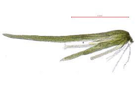 Attēlu rezultāti vaicājumam “Seligeria pusilla”