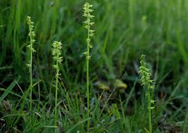 Attēlu rezultāti vaicājumam “Herminium monorchis”