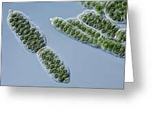 Attēlu rezultāti vaicājumam “Nostoc pruniforme cells”