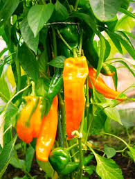 Afbeeldingsresultaat voor marconi golden sweet pepper