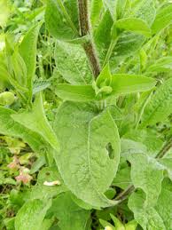 Image result for Centaurea pseudophrygia