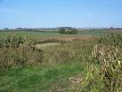 Among the most common cover crops are kale, maize, quinoa, sunflowers and - via Daymix