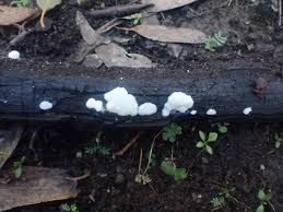 Attēlu rezultāti vaicājumam “Symphytocarpus flaccidus spores”