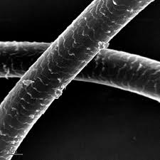 Image result for human hair microscope image