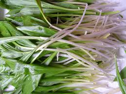 Image result for Bärlauch