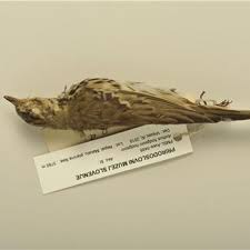 Image result for Anthus hodgsoni