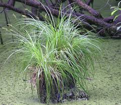Attēlu rezultāti vaicājumam “Carex elongata”