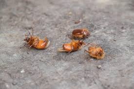 Attēlu rezultāti vaicājumam “Melolontha melolontha imago”