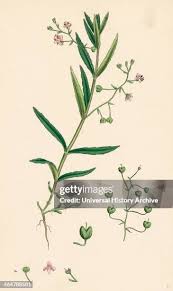 Attēlu rezultāti vaicājumam “Veronica scutellata bud”