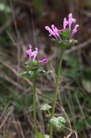 Attēlu rezultāti vaicājumam “Lamium amplexicaule”