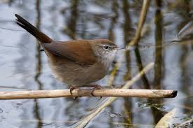 Image result for Cettia cetti