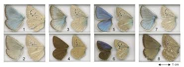 Attēlu rezultāti vaicājumam “Agrodiaetus amandus female”