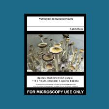 Attēlu rezultāti vaicājumam “Physarum obscurum spores”