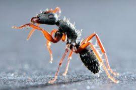 Attēlu rezultāti vaicājumam “Vespula rufa”