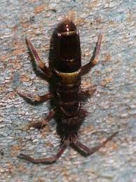 Attēlu rezultāti vaicājumam “Orchesella sp.”