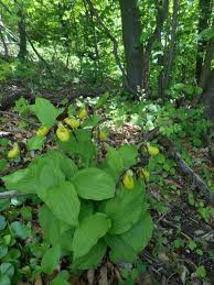 Attēlu rezultāti vaicājumam “Cypripedium calceolus leaf”