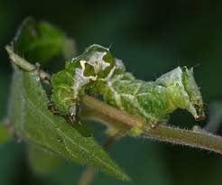 Attēlu rezultāti vaicājumam “Abrostola triplasia”