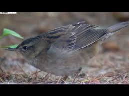 Image result for Locustella certhiola