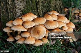 Attēlu rezultāti vaicājumam “Pholiota squarrosa”