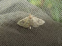 Attēlu rezultāti vaicājumam “Anania stachydalis”