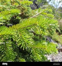 Attēlu rezultāti vaicājumam “Abies sibirica”