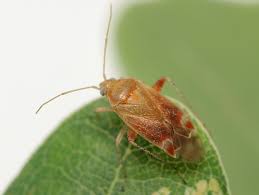 Attēlu rezultāti vaicājumam “Psallus sp.”