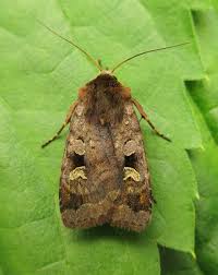 Attēlu rezultāti vaicājumam “Diarsia brunnea”