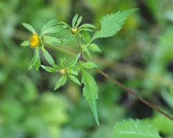 Attēlu rezultāti vaicājumam “Bidens frondosa fruit”