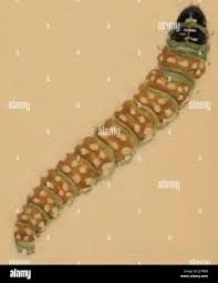 Attēlu rezultāti vaicājumam “Depressaria depressana”