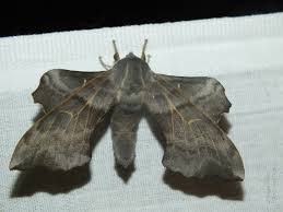 Attēlu rezultāti vaicājumam “Laothoe amurensis”