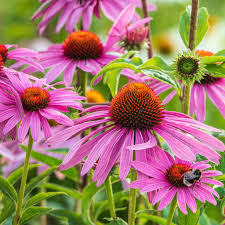 Image result for Echinacea purpurea