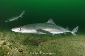 Image result for Squalus acanthias
