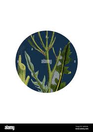 Attēlu rezultāti vaicājumam “Crepis biennis leaf”