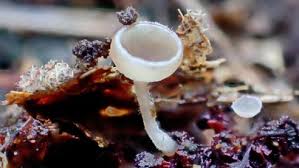 Attēlu rezultāti vaicājumam “Ciboria amentacea”