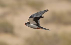 Image result for Falco amurensis