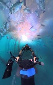 Image result for Breakwater Divers