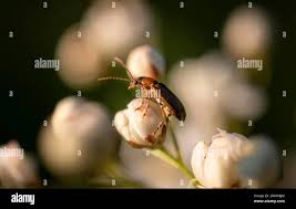 Attēlu rezultāti vaicājumam “Orsodacne cerasi”