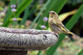 Attēlu rezultāti vaicājumam “Chloris chloris male”