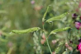 Attēlu rezultāti vaicājumam “Lathyrus tuberosus”