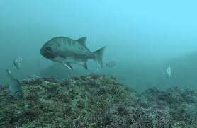 Image result for Chrysoblephus laticeps