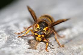 Attēlu rezultāti vaicājumam “Dolichovespula media”