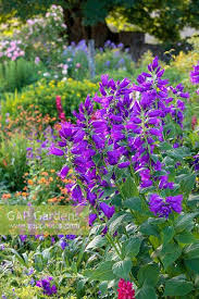 Attēlu rezultāti vaicājumam “Campanula latifolia flower”